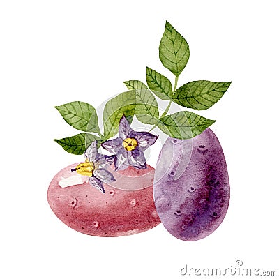 Pink and purple potatos and potato flowers and leaves isolated on white background.Watercolor handdrawn illustration. Vector Illustration