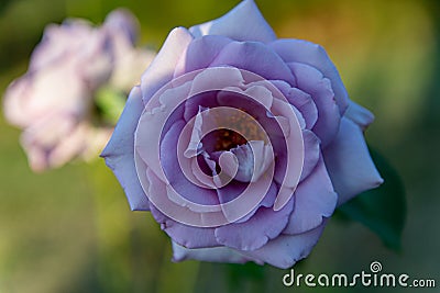 Pink and purple roses bloom in the rose garden on the background of beautiful roses flowers in the sunset. Stock Photo