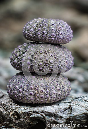 Pink purple sea urchins stacked on rocks Stock Photo