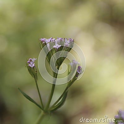 Pink-purple small erodium flowers Stock Photo