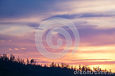 Pink-purple sunset over coniferous forest Stock Photo