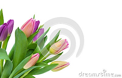 Pink and purple Tulip bouquet with green leaves isolated on white background, diagonal Stock Photo