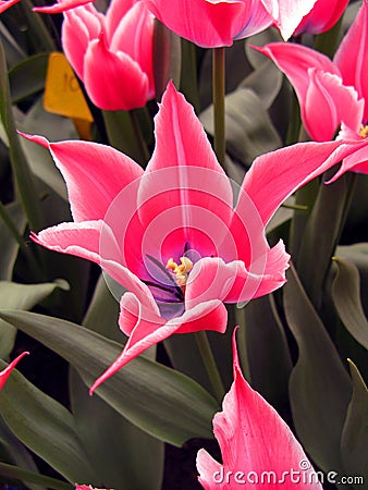 Pink purple tulip flower of an unusual shape like a star, very beautiful, close-up Stock Photo