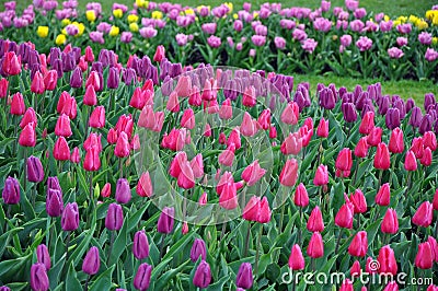 Pink and purple tulips garden Stock Photo