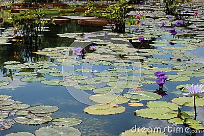 Pink and purple water lily flowers, lily pads of varying sizes and elephant ear plants floating in a pond Stock Photo