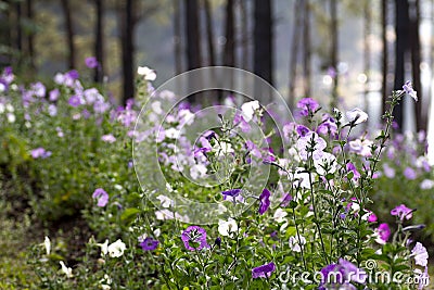 Pink purple and white wide flower countryside scenery Stock Photo