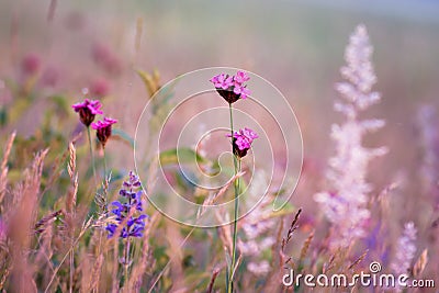 Pink and purple wildflowers Stock Photo