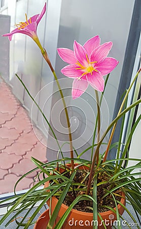 Pink-purple Zephyranthes flower, close up, isolated, window. Stock Photo