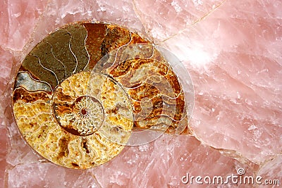 Pink quartz with amonyte fossil Stock Photo