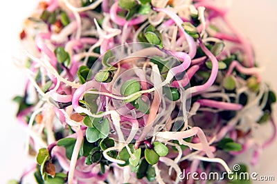 Pink radish sprouts Stock Photo