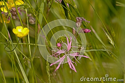 Pink ragged robin and yellow buttercup wildflowers in a field with high grass - Lychnis flos-cuculi Stock Photo