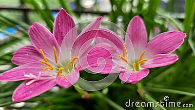 Pink rain lillies in my home garden Stock Photo