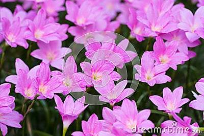 Pink rain lilly blossom flower Stock Photo