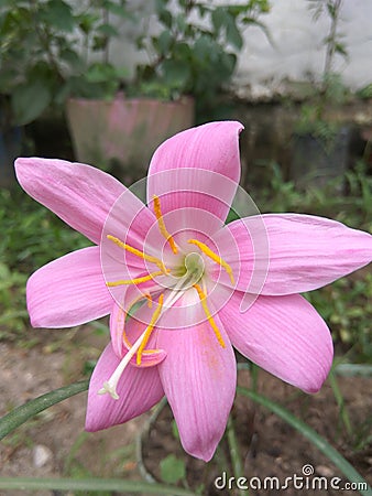 Pink rain lilly Stock Photo
