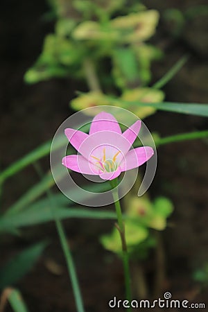 Pink rain lily zephyranthes flower bloms in the garden Stock Photo