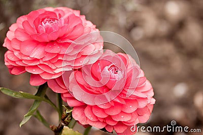 Pink ranunculus garden Stock Photo