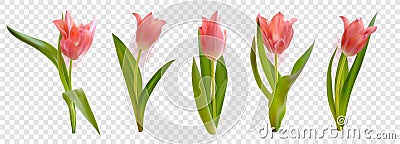 Pink realistic vector tulips flowers isolated on transparent background Vector Illustration