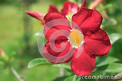 Pink and Red flower in garden, Close up of Impala Lily, Pink Big Stock Photo