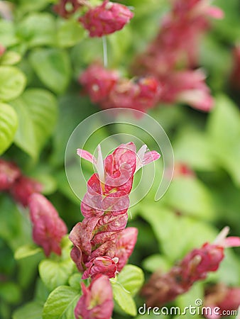 Pink red flower name Justicia Brandegeana Single leaf, opposite, alternate, perpendicular, lanceolate, leaf, end, sharp, slightly Stock Photo
