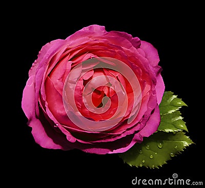 Pink-red flower roses on the black isolated background with clipping path no shadows. Rose with green leaves. For design. C Stock Photo