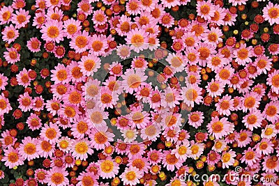 Pink red flowers chrysanthemum texture background Stock Photo