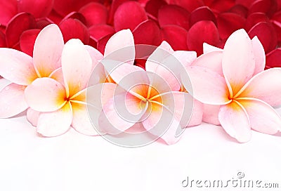 Pink and red Frangipani Plumeria flower Stock Photo