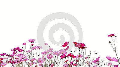 Pink and Red garden cosmos flowers isolated on white background Stock Photo