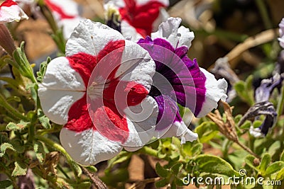 Pink, red, and purple with white stiped petunias Petunia atkinsiana hybrid close up in the sunshine Stock Photo