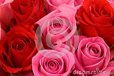 Pink and Red Roses Stock Photo