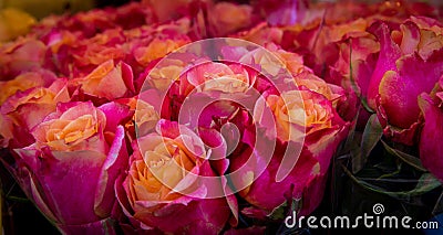 Pink and Red roses Stock Photo