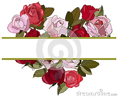 Pink and red roses on the white background. Stock Photo