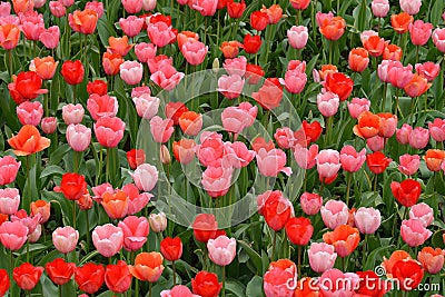 Pink and red tulips Stock Photo