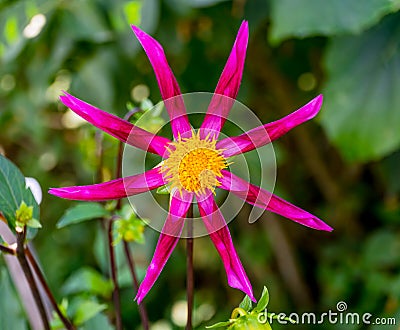 Pink Red Yellow Minature Fancy Star Dahlia Stock Photo