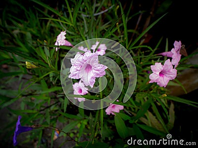 Pink Relic Tuberosa Flowers Blooming Stock Photo