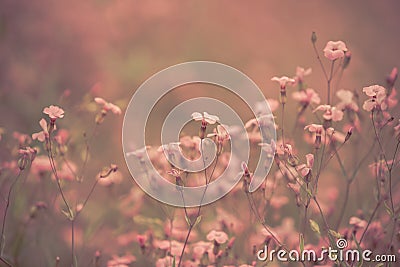 Pink retro flowers background Stock Photo