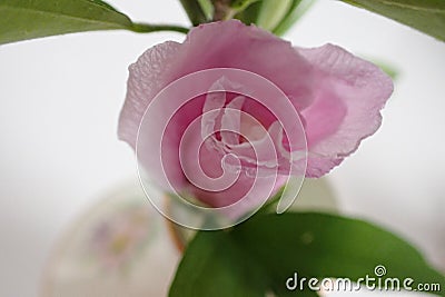 Pink rhodendrum flower closed up, ready to bloom, Stock Photo