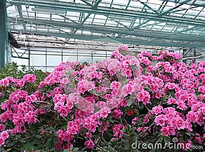 Pink Rhododendron Stock Photo