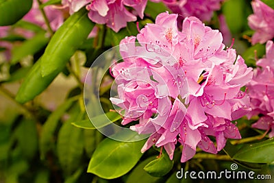 Pink rhododendron flowers Stock Photo