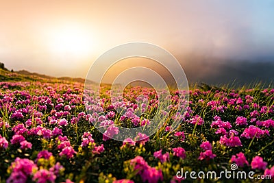 Pink rhododendron flowers in mountains Stock Photo
