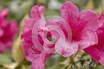 Pink Rhododendrons Stock Photo