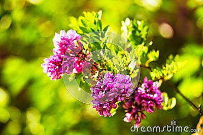 Pink Robinia flowers close up. Purple acacia Stock Photo