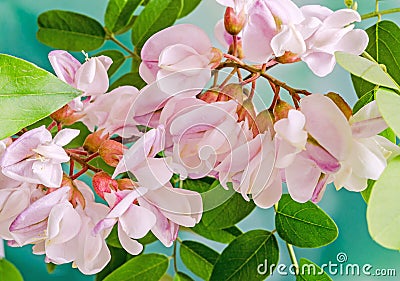 Pink Robinia pseudoacacia tree flowers, know as black locust, ge Stock Photo