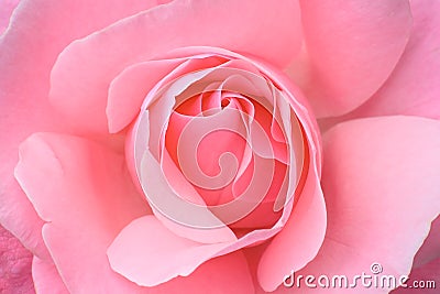 Pink rose Stock Photo