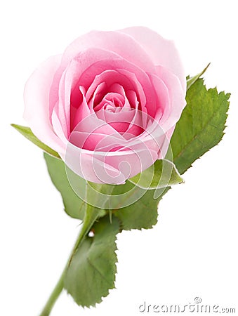 Pink rose Stock Photo