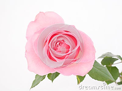 Pink Rose Stock Photo
