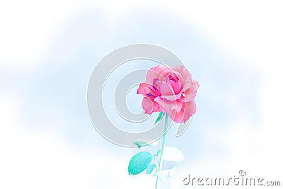 Pink rose by Adjust color sweet emotions Stock Photo