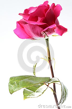 Pink Rose against white Background Stock Photo