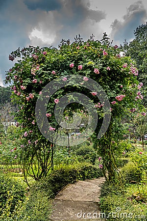 Pink rose arch Stock Photo
