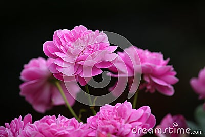 Pink rose autumn season garden Stock Photo