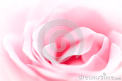 Pink Rose Background Stock Photo